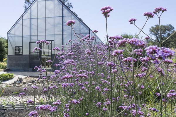 13450 Sonoma Highway 12, Glen Ellen, CA 95442 – IPM flowers and greenhouse in the back