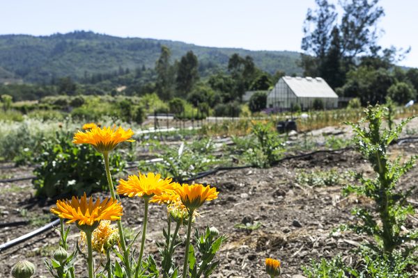 13450 Sonoma Highway 12, Glen Ellen, CA 95442 – Field with IPM flowers and greenhouse in the back