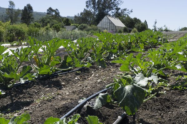 13450 Sonoma Highway 12, Glen Ellen, CA 95442 – Field with greenhouse in the back