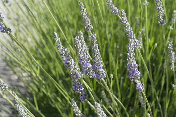 13450 Sonoma Highway 12, Glen Ellen, CA 95442 – Lavender