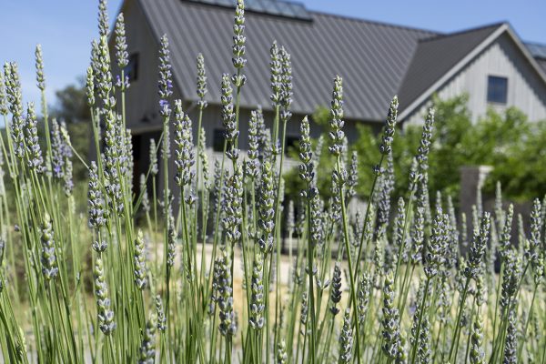 13450 Sonoma Highway 12, Glen Ellen, CA 95442 – Lavender and Barn