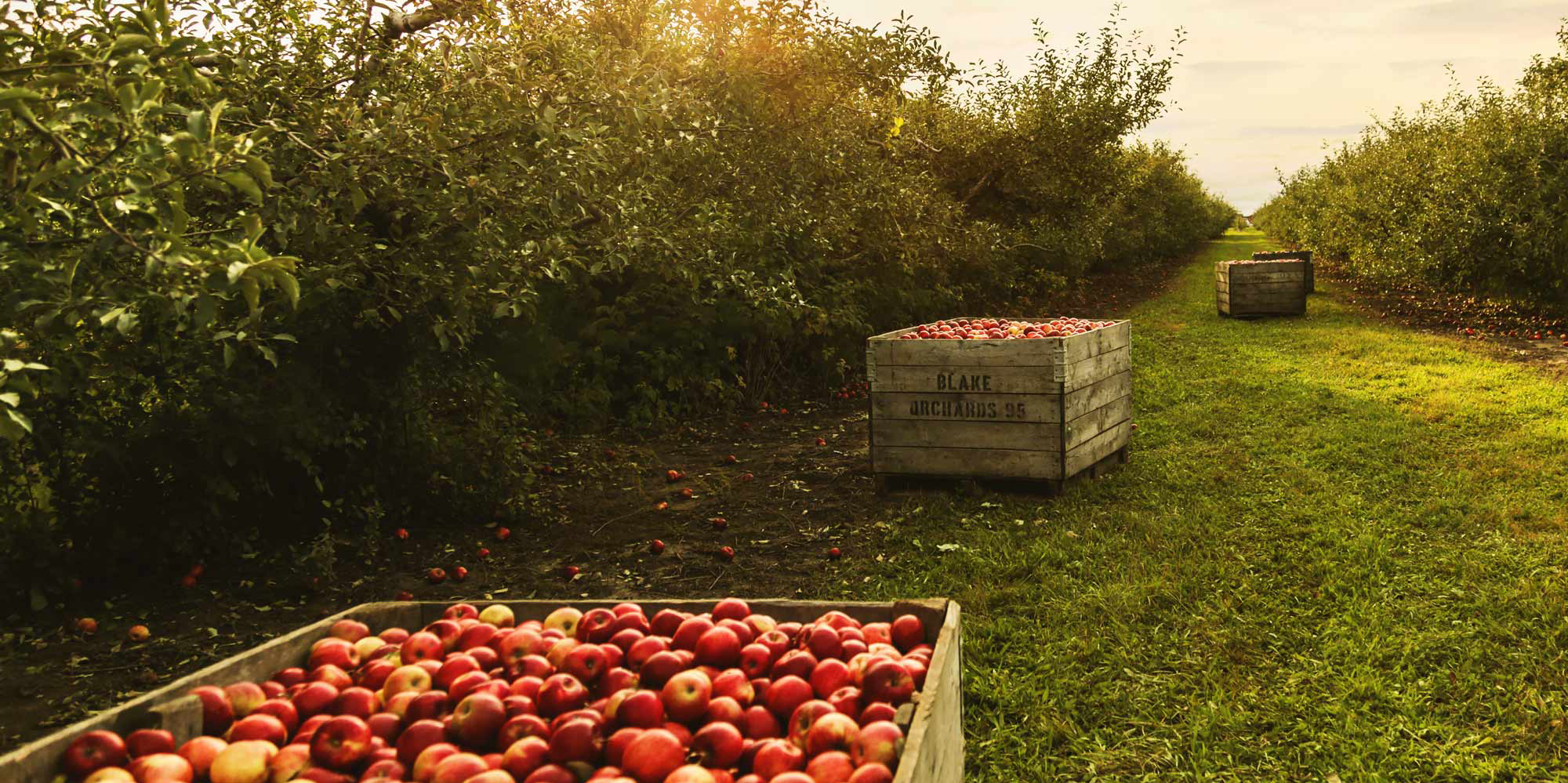 Origin Stories and New Horizons: Apple Farmers and Cider Makers Dinner by Slow Food Russian River
