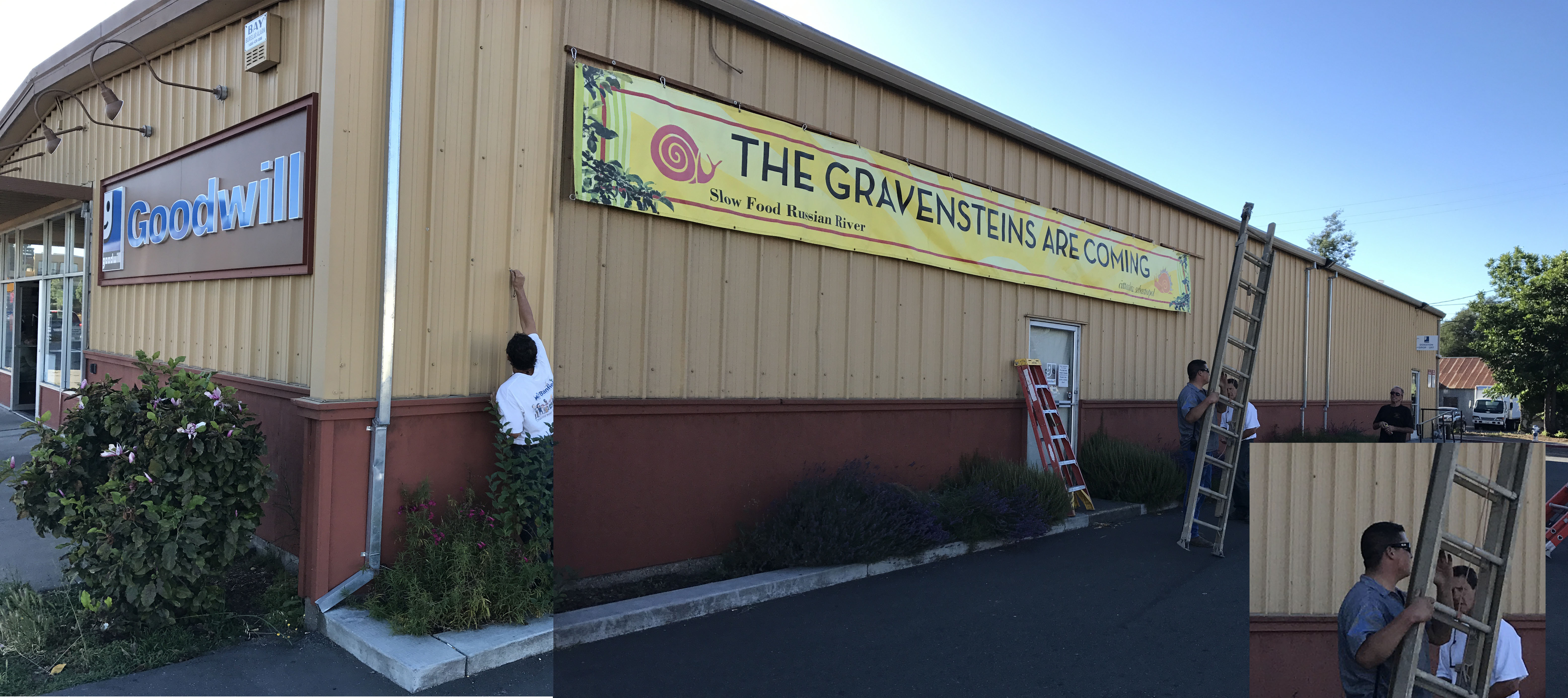 The Gravensteins are coming!