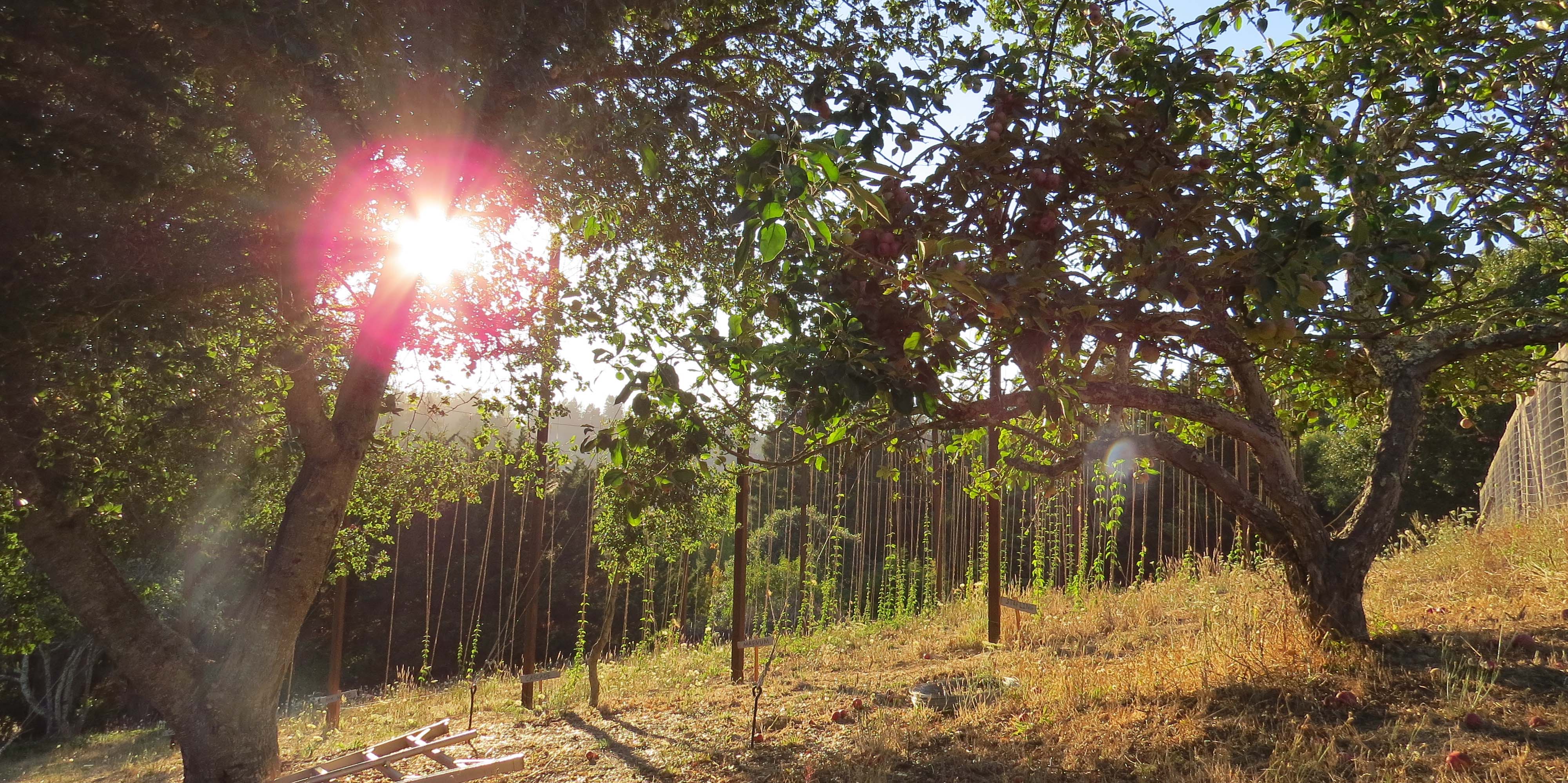 Slow Salon Summer 2017: Cider and Hops
