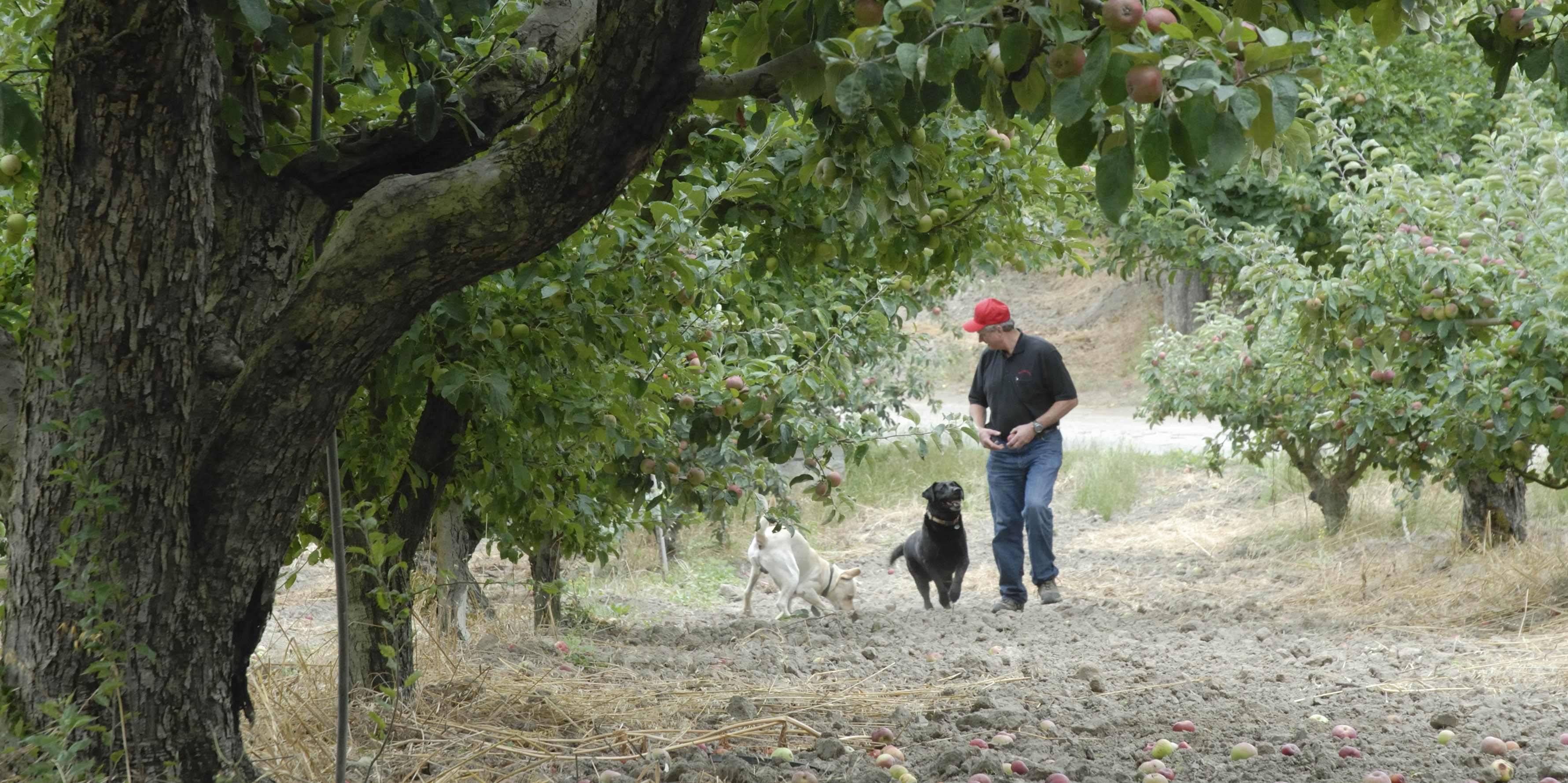 This photo of Apple Photo Exhibit is part of Karen Preuss's Apple Photo Exhibit