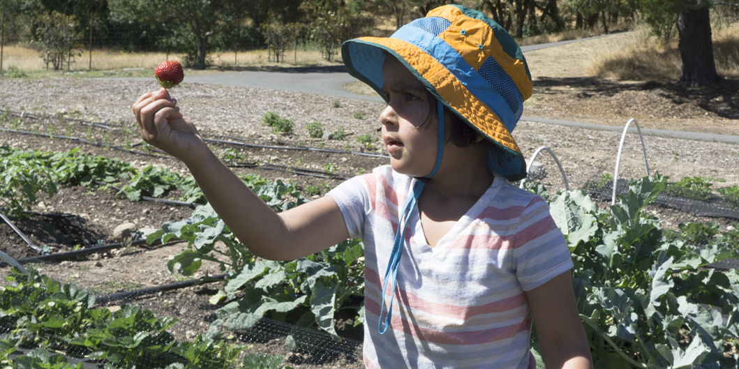 2018 Children Strawberry Feasts Forever at Flatbed Farm