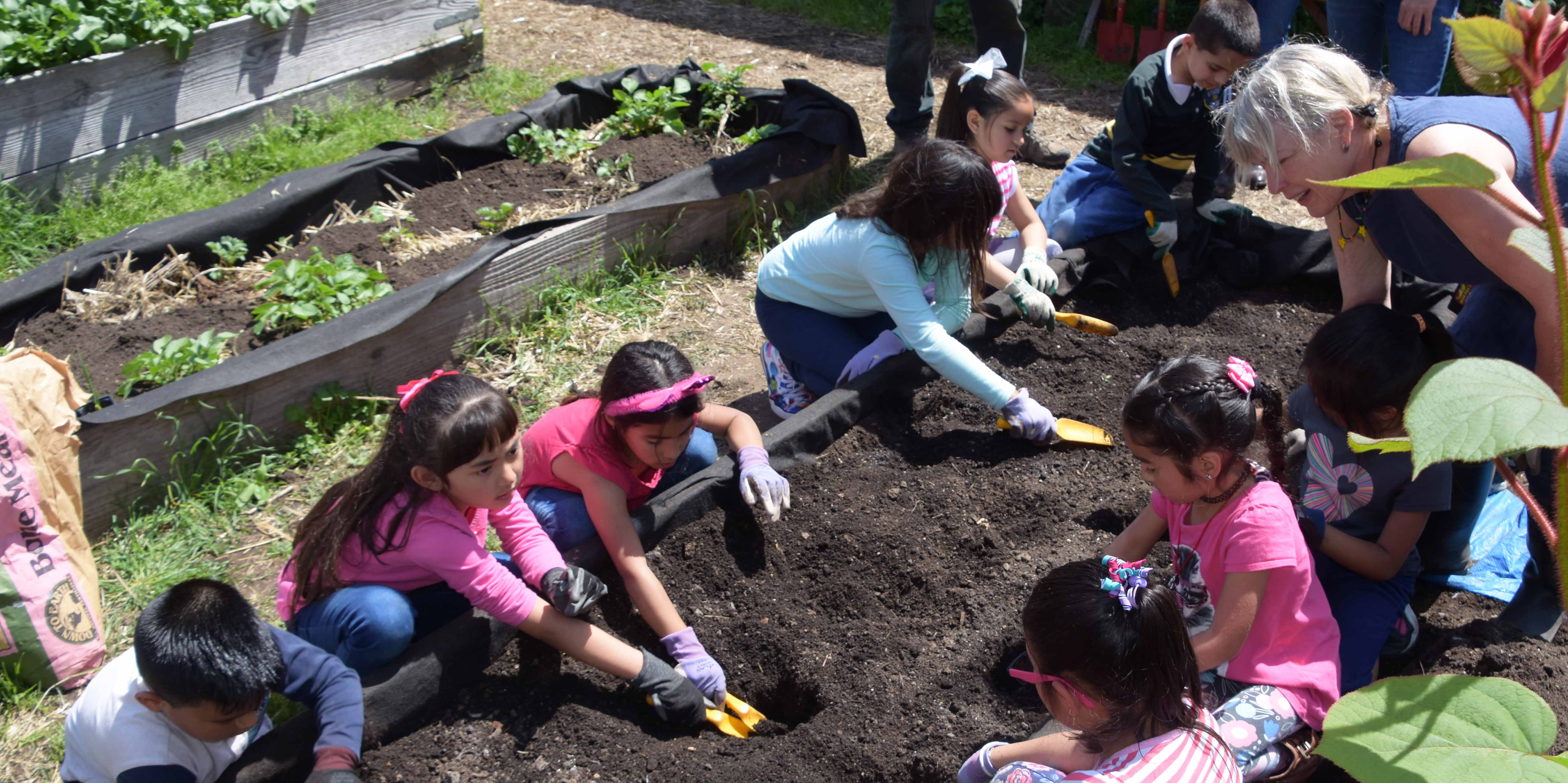 Steele Lane students preparing bed in Vicki’s Garden