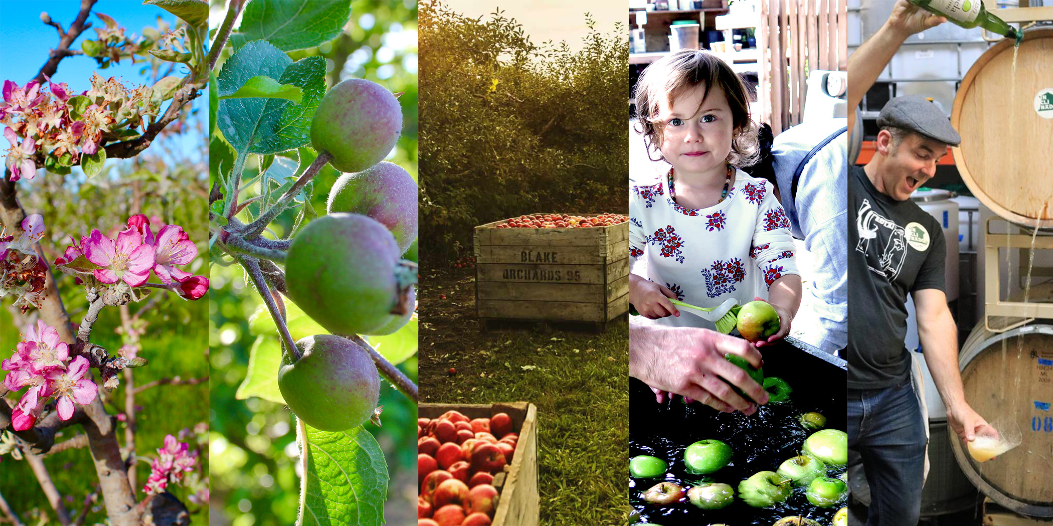 Applause for Apples